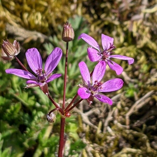 Erodium cicutarium Цветок