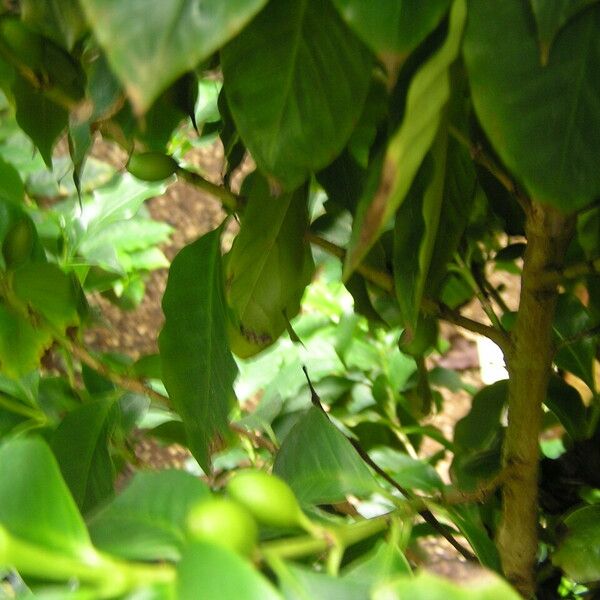 Coffea arabica Fruchs