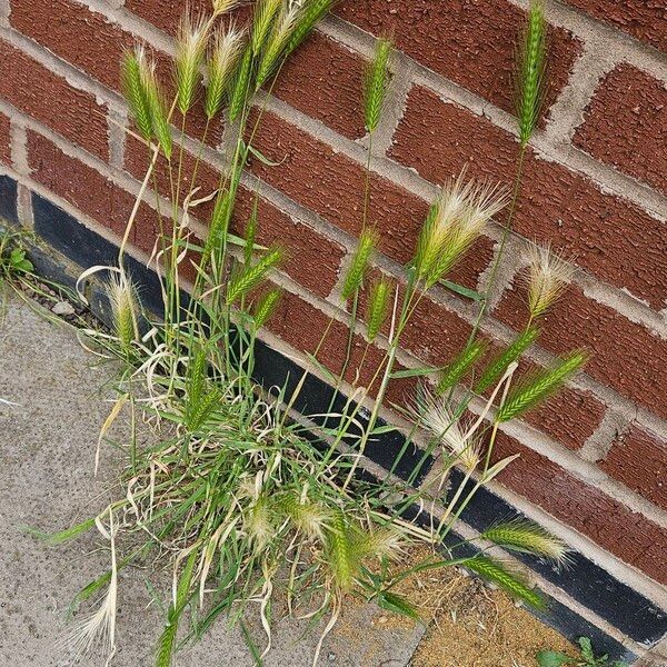 Hordeum murinum Habit