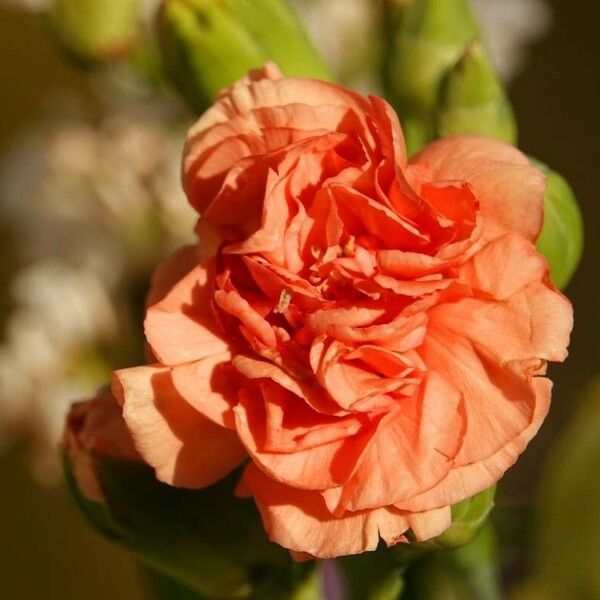 Dianthus caryophyllus Bloem