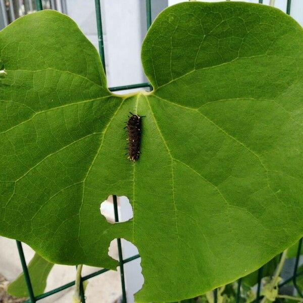 Aristolochia ringens Leaf