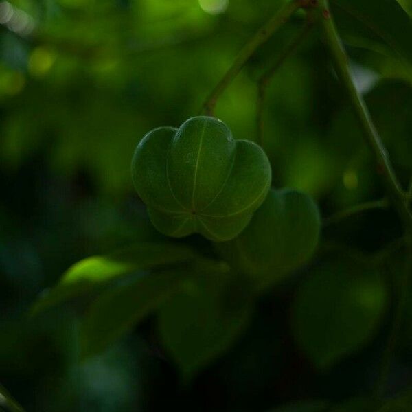 Hevea brasiliensis Fruto