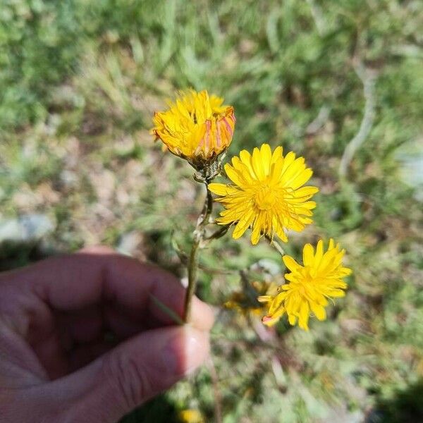 Crepis vesicaria Õis