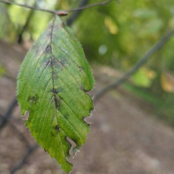 Carpinus betulus Leht