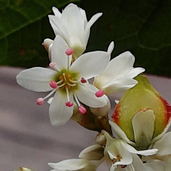 Fagopyrum esculentum Flower