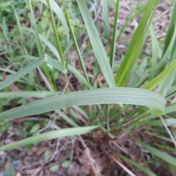 Sorghastrum nutans Hoja