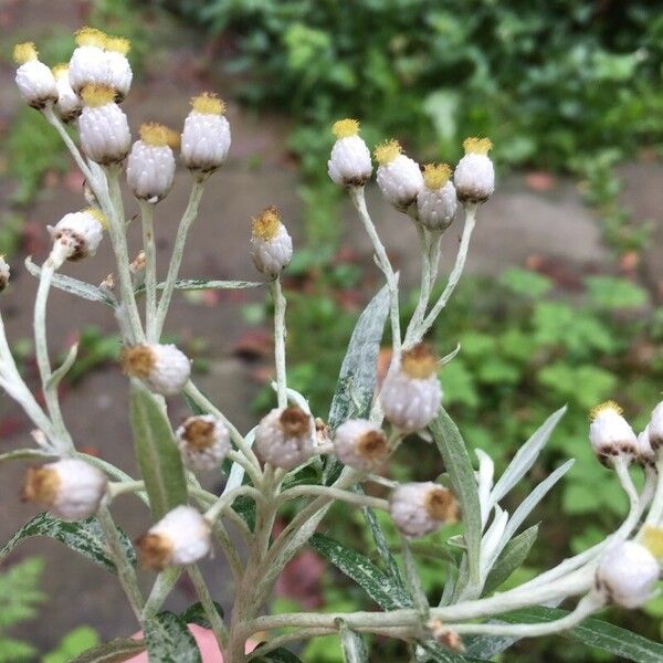 Anaphalis triplinervis Flower