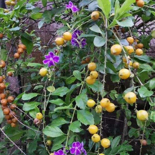 Duranta erecta 整株植物