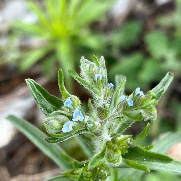 Lappula squarrosa Blomst