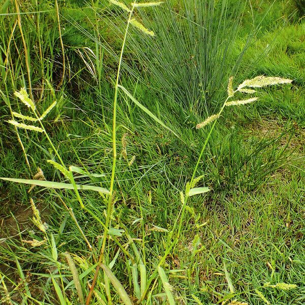 Echinochloa crus-galli Хабит