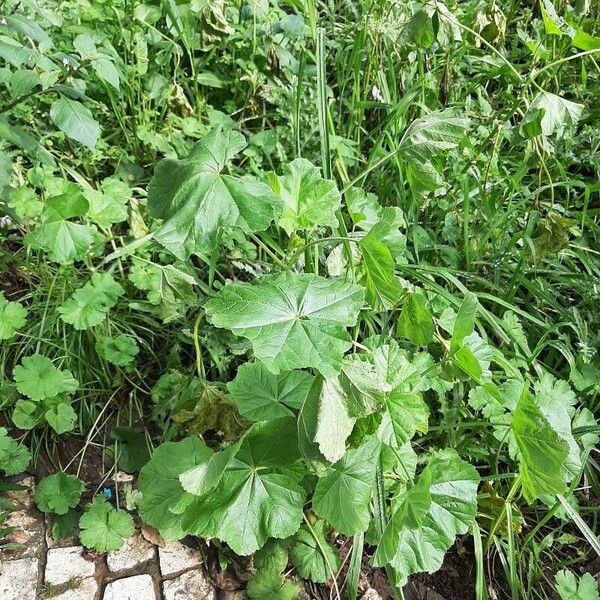 Malva parviflora Агульны выгляд