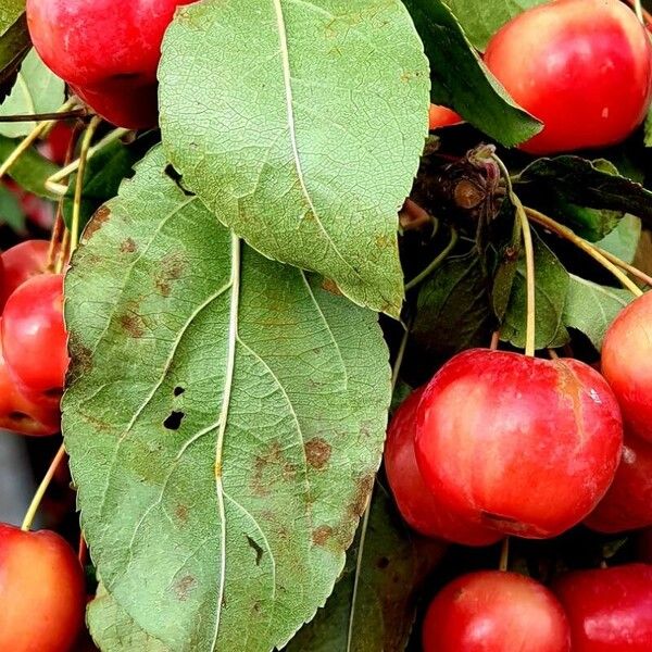 Malus baccata 葉