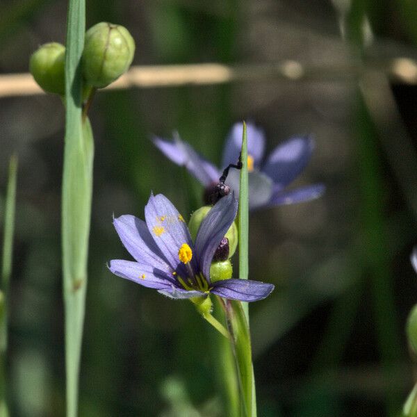 Sisyrinchium montanum 花