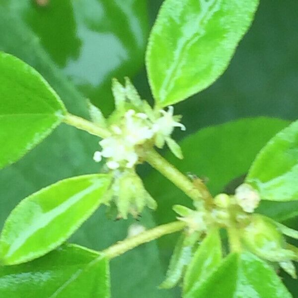 Croton monanthogynus Blomst