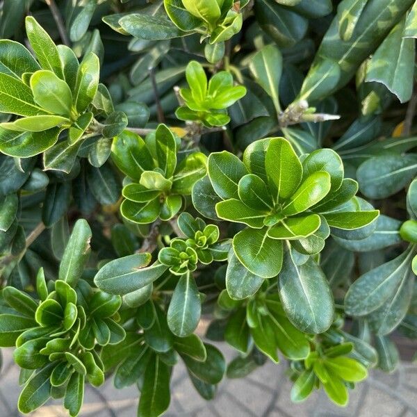 Pittosporum heterophyllum Leaf