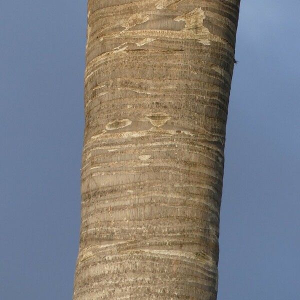 Roystonea oleracea Bark