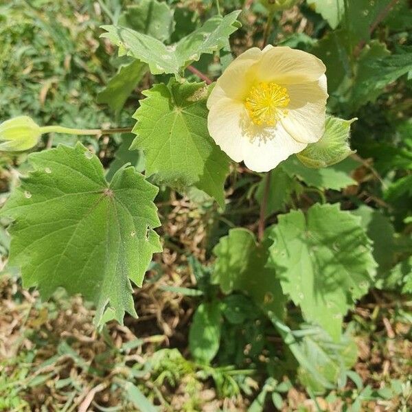 Abutilon grandiflorum Blomst