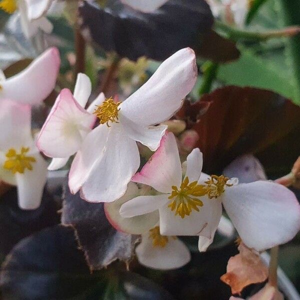 Begonia minor Blomst