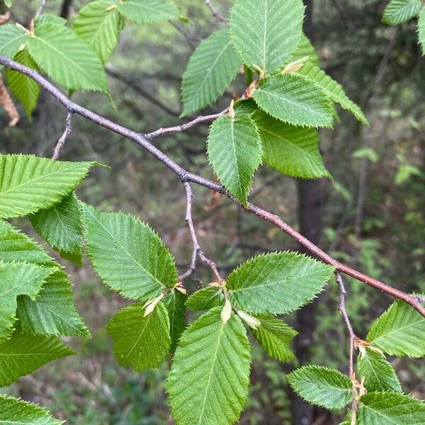 Ostrya carpinifolia Kaarna