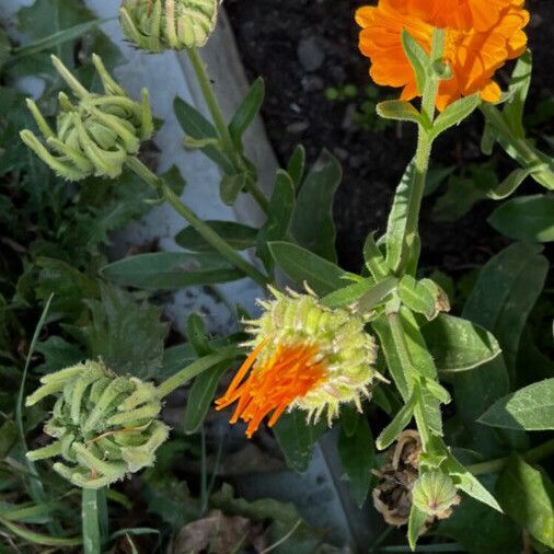 Calendula officinalis Цветок