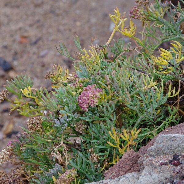 Crithmum maritimum 花