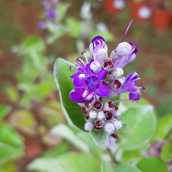 Vitex trifolia Flower