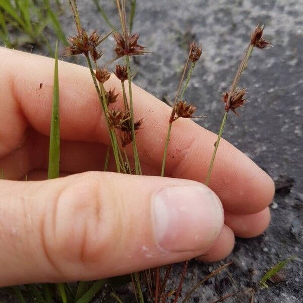 Juncus capitatus Folio