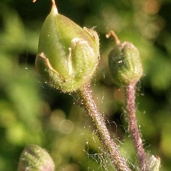 Scrophularia nodosa Frucht