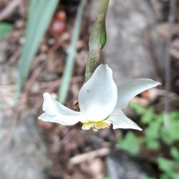 Narcissus poeticus Flor