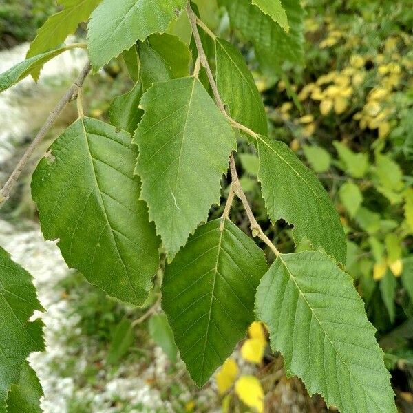 Betula nigra Feuille