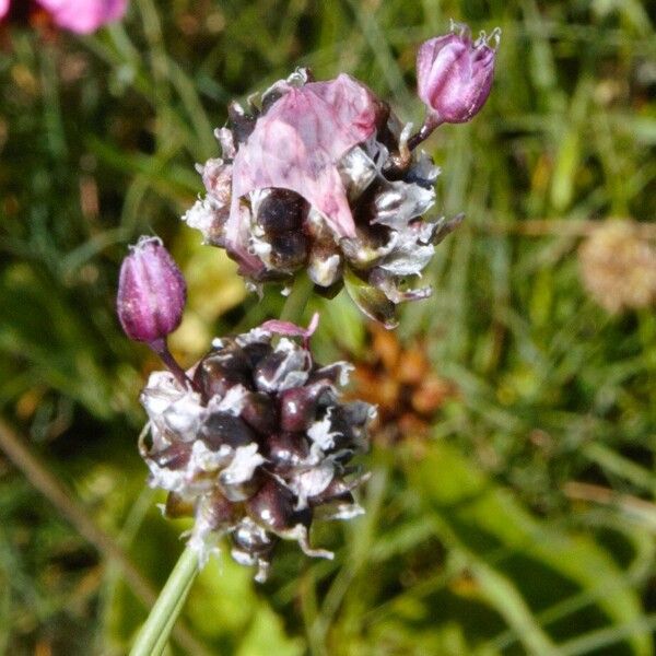 Allium scorodoprasum Fruit