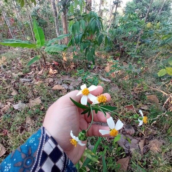 Bidens alba Kvet