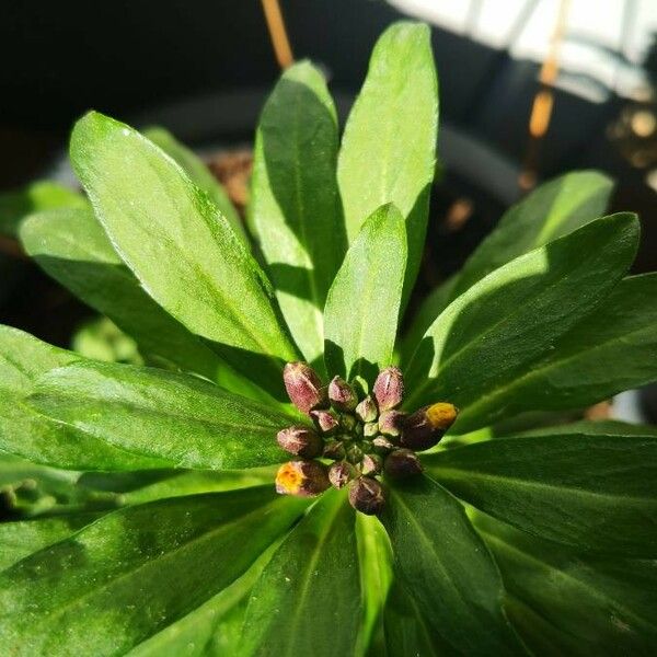 Erysimum virgatum Flower