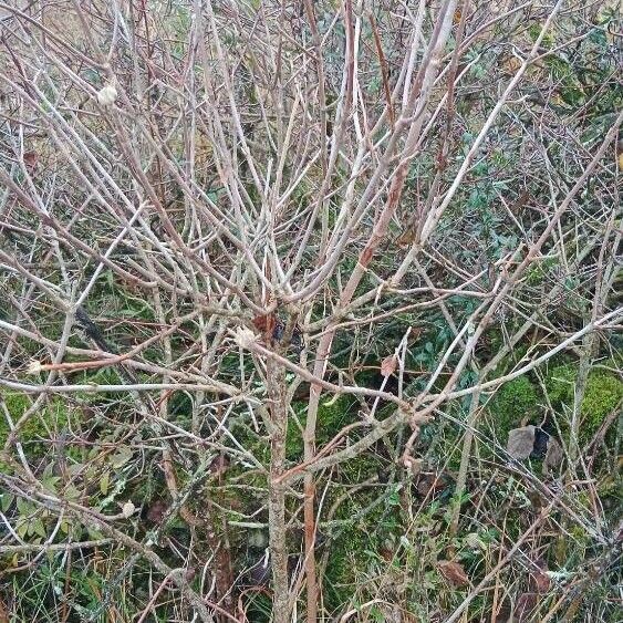 Viburnum lantana Habitat