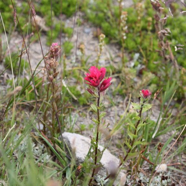 Castilleja parviflora 形態