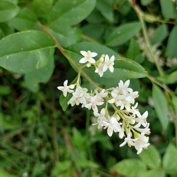 Ligustrum vulgare Floare