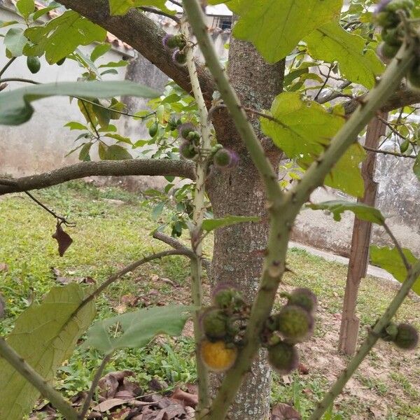 Solanum stramoniifolium Fruto