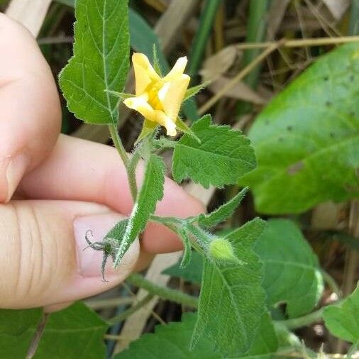 Mentzelia aspera Cvet