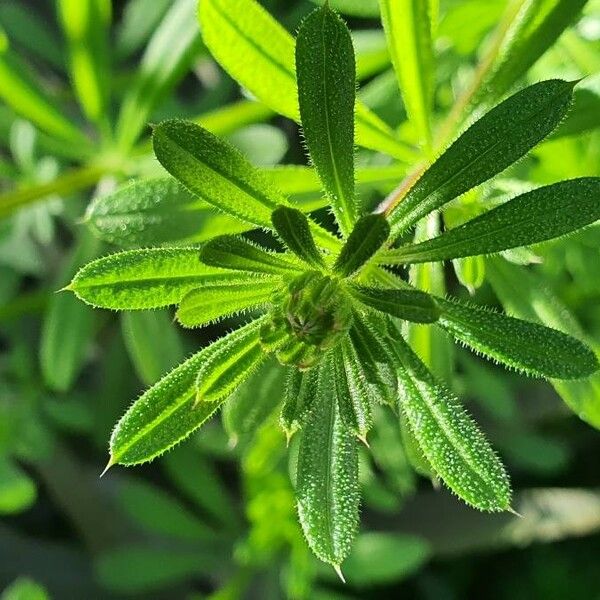 Galium aparine Leaf