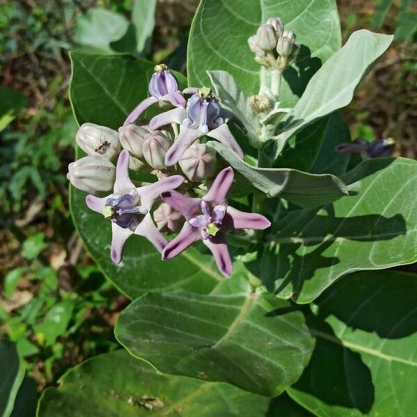 Calotropis gigantea Květ