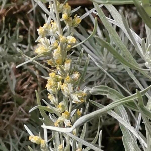 Artemisia cana फूल