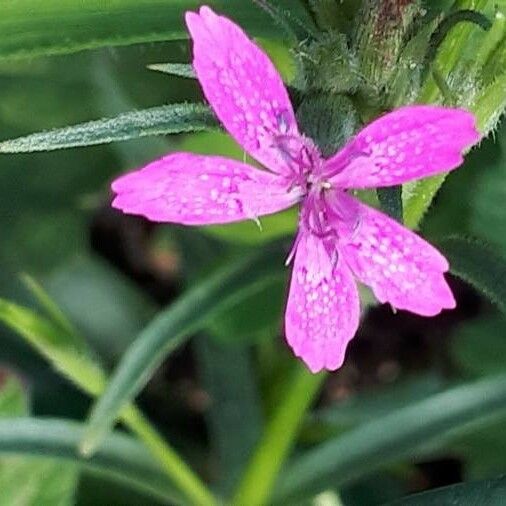 Dianthus armeria Flor