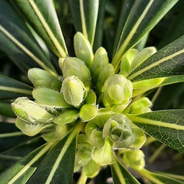 Pittosporum tobira Çiçek