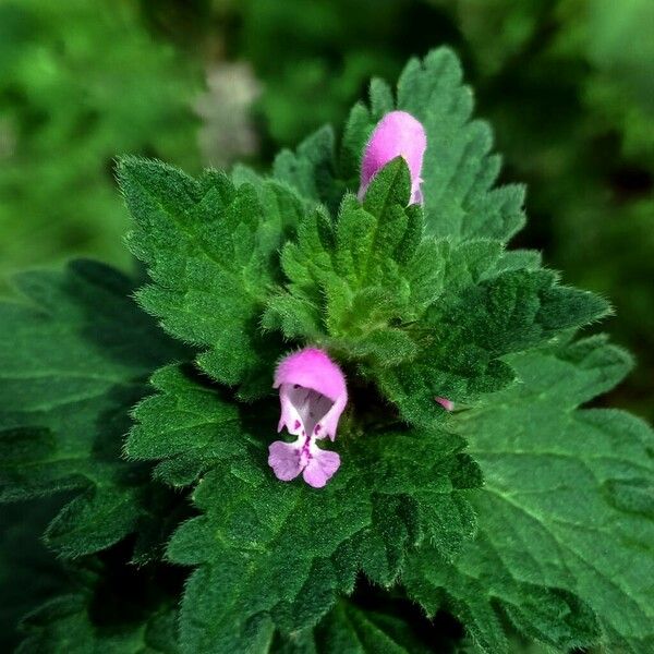 Lamium hybridum Lorea