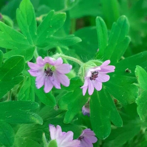 Geranium molle Flor