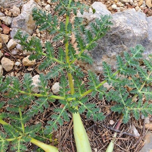 Thapsia villosa Leaf