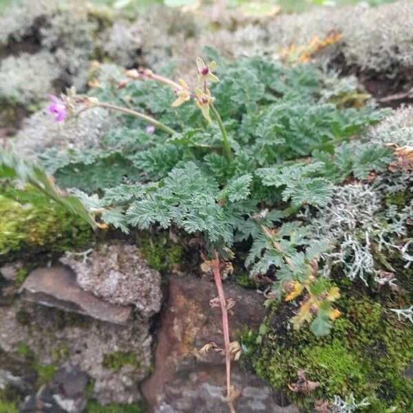 Erodium acaule Staniste