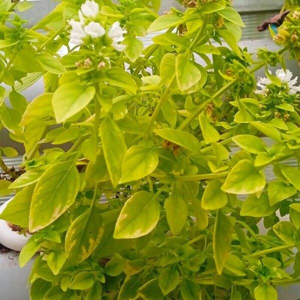 Ocimum basilicum 整株植物