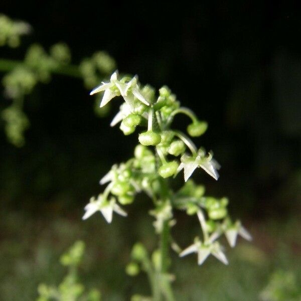 Sicydium tamnifolium Flor