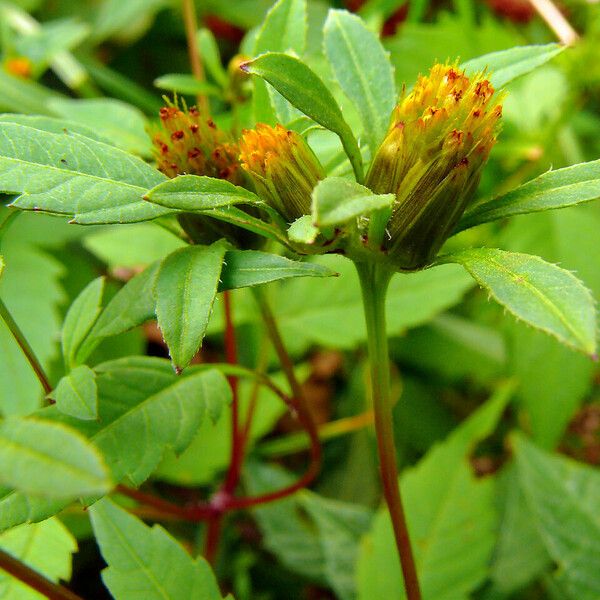 Bidens connata फूल